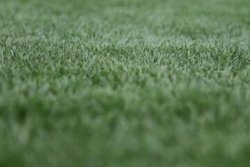 丁寧に芝刈りされて整備された天然芝のサッカーのピッチ