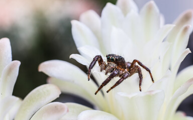 Spider on white cactus flower