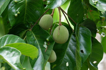 santol fruit tree