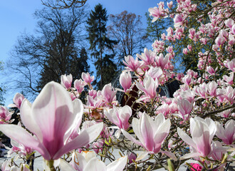 Wiosenne magnolie w rozkwicie - obrazy, fototapety, plakaty