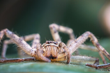 spider on tree leaf background, macro spider on leaf, animal in wild, lurking on a leaf