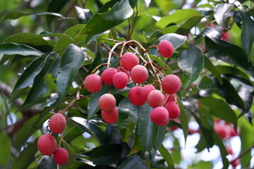 cherries on a branch