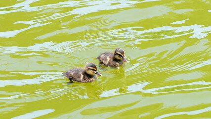カルガモの兄弟
