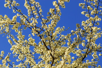 Spring flowers