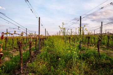 Obraz premium vineyard in the region