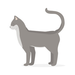Kitty cat vector