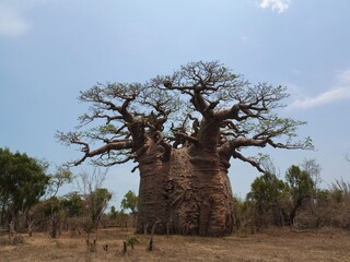 [Madagascar] Holy baobab tree "Tsitakakantsa" in Andonbiry village