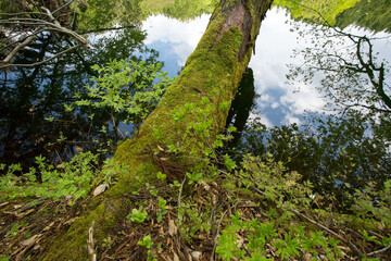 池に向かって生えている木と、周りの新緑