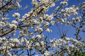 Apricot flower blossoming moving time lapse. 4k macro timelapse video of an apricot fruit flower growing blooming and blossoming on a blue background.