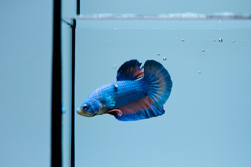 Blue betta fish or fighter fish swimming on tank and selective focus on skin disease or white tumor