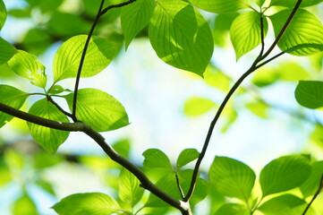 新緑　葉　若葉　木　癒し
