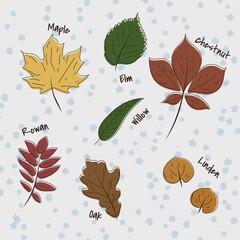 Set of leaves in a hand-drawn style: oak, elm, linden, rowan, chestnut, maple, willow. Vector illustration.