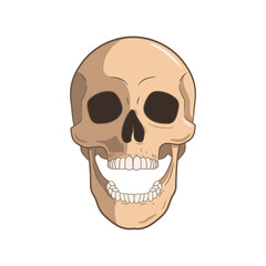 Human head skull. Cartoon style. Vector illustration.