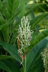 Obraz premium Galangal flowers natural garden ingredien cooking