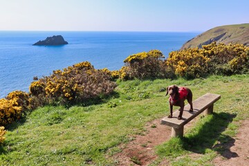 Fototapeta na wymiar Hiking south coast path uk with brown chocolate working cocker spaniel dog with ocean views