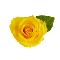 Beautiful yellow rose with leaves isolated on white background