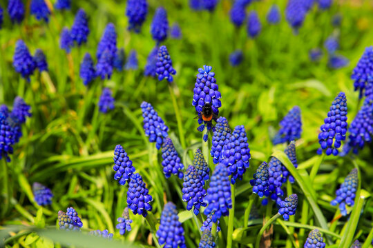 Blue spring flowers grape hyacinth with a bumblebee.