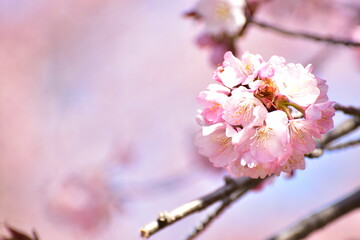 桜満開