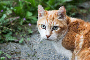 a white-amber cat	