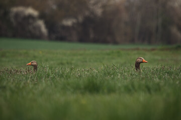 zwei Graugänse im Gras
