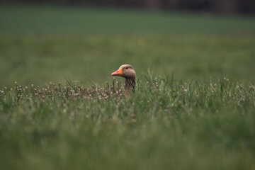 Graugans im hohen Gras