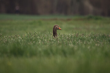 Graugans im hohen grünen Gras