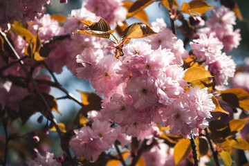 Blütezeit im Frühling