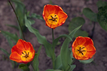 Naklejka premium Colorful spring tulips on nature background