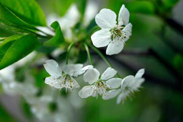 Obraz na płótnie Canvas White petals of spring blossom