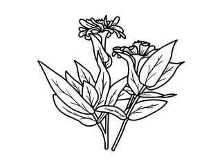 Hand drawing and sketch flower with line art illustration.