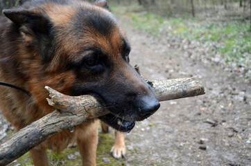 German shepherd dog in the forest