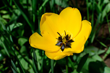 Fototapeta premium Close up of delicate vivid yellow tulip in full bloom in a sunny spring garden, beautiful outdoor floral background photographed with soft focus.