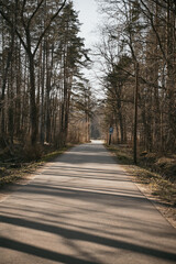 Empty asphalt road in the woods. Europe forest during spring time. Sunny outdoor day with no people