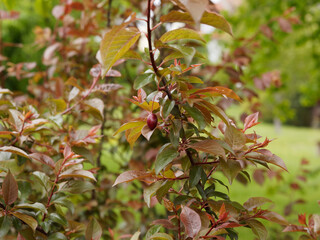 Prunus cistena | Zwerg-Blutpflaume. Zierstrauch mit dunkelroten Laub, leicht glänzend. Zugesspitz,...