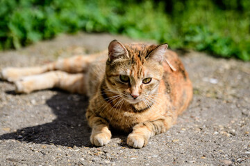 One delicate yellow and orange stray cat on sand on a garden alley with green grass as blurred background, in a sunny spring day.