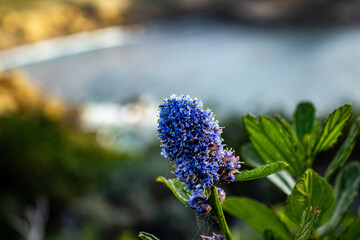 flowers in the garden