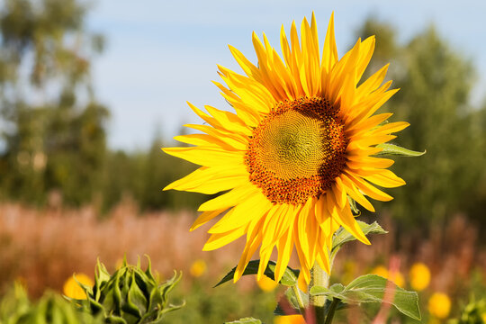 Tall Sunflower On The Field