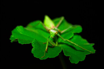 Mantis religiosa