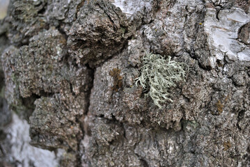lichen on tree bark