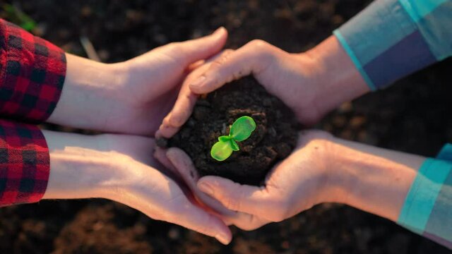 agriculture teamwork. farmers team hands plant a small plant in the ground soil. business teamwork agriculture concept. team man and woman hands close up with plant plant in mud soil eco