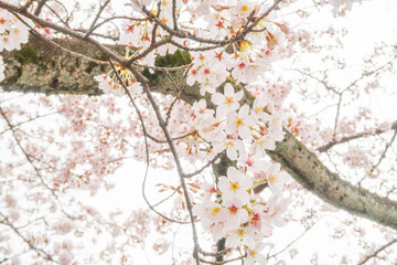 Fototapeta premium サクラ