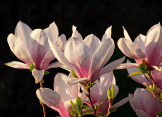 Magnolia tree branch with white purple blooming close up garden spring time, slightly moving blossom on a wind black background, floral nature dark moody card. Tender pink flowers petals in sunlight. © KawaiiS