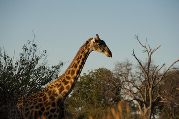 giraffe in the savannah