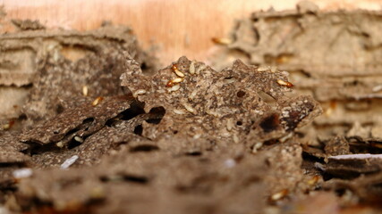 Fototapeta na wymiar Termite, Isoptera on wooden background