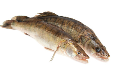 fresh zander fish on a white background