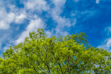 新緑と青空