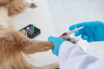 Veterinary. The doctor is testing the dog is blood for the virus. Veterinarian giving injection to dog in vet clinic. The veterinarian is using a hypodermic needle to administer the saline solution.