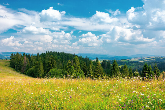 forest on the grassy hill. beautiful rural landscape of carpathian mountains in summer. bright sunny weather with fluffy clouds on the blue sky