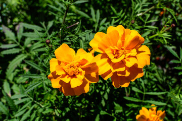 Two orange tagetes or African marigold flowers in a a garden in a sunny summer garden, textured floral background photographed with soft focus.