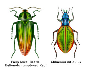 Set of 2 colorful beetles. Watercolor bugs collection. Hand painted insect isolated on white background.